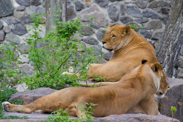 Lioness resting 