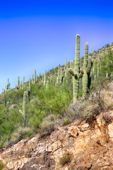 Cacti growing on the lower area of Mount Lemmon in Arizona