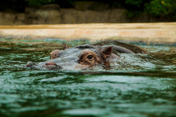 hippopotamus in a water