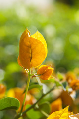 Obraz premium beautiful flowers of sinai close up