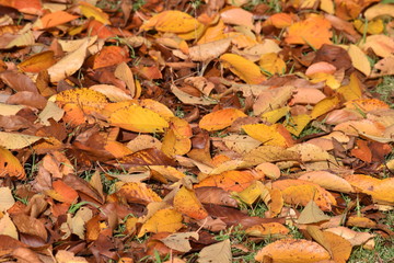 Seasonal background material / Fallen leaves