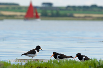 Wild birds in Norfolk, UK