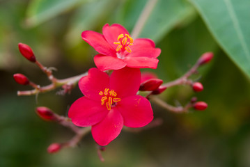 Fototapeta na wymiar beautiful flowers of sinai close up