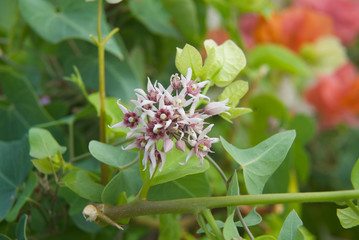 beautiful flowers of sinai close up