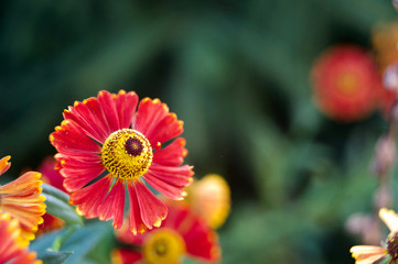 beautiful flowers of sinai close up