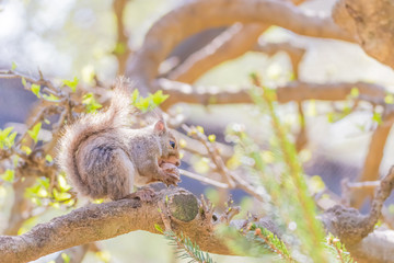 クルミを食べるリス