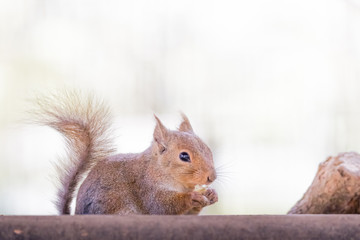 クルミを食べるリス
