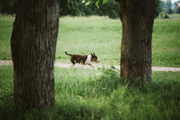 Naklejka premium English Bull Terrier Bullterrier Dog Running In Summer Park