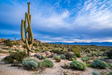 The Sonoran desert landscape in Arizona