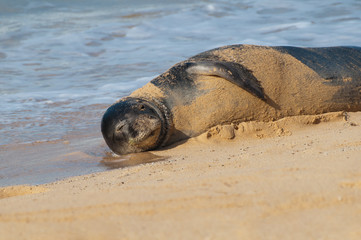 Monk seal lying in the sand on a beach on Kauai, Hawaii, USA
