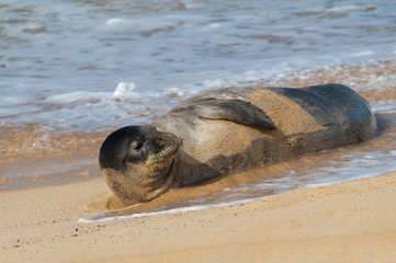 Monk seal lying in the sand on a beach on Kauai, Hawaii, USA