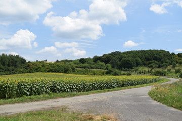 kwitnące słoneczniki krajobraz © Anna