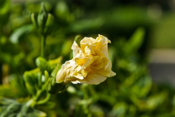 beautiful flowers of sinai close up