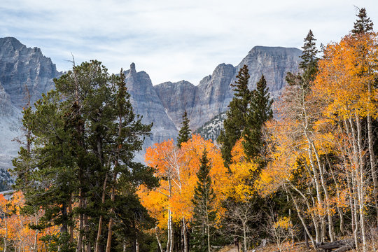 Wheeler Peak over orange and yellow fall colors on aspen tree leaves.