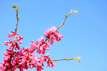 Bauhinia Flower in blue sky