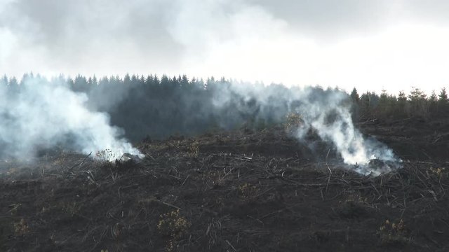 Two large piles of brush burning after clearcut in Washington State forest.