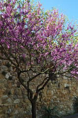 pink flowers in spring