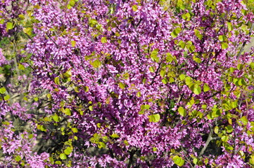Obraz premium field of purple flowers 