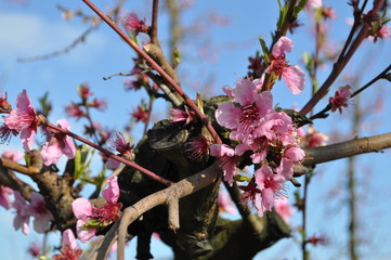 Spring with cherry blossom