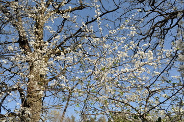tree in spring 