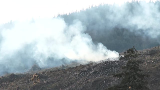 Large scale slash burning on clear cut forest in Washington state.