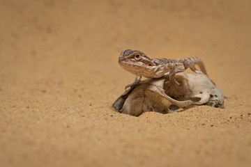 Low level close up portrait of a small bearded dragon resting on an old skull in the sand