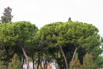 The Pines Of Rome, Also known As Pinus Pinea and Stone Pines Around Rome Italy at Vaious Times During The Day and Night.