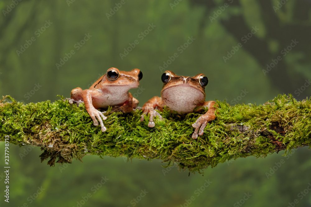 Aufkleber A close up portrait of two gold tree frogs resting on a lichen covered branch and staring forward
