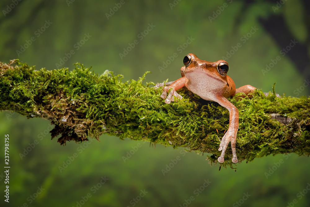 Aufkleber a close up portrait of a gold tree frog resting on a lichen covered branch and staring forward