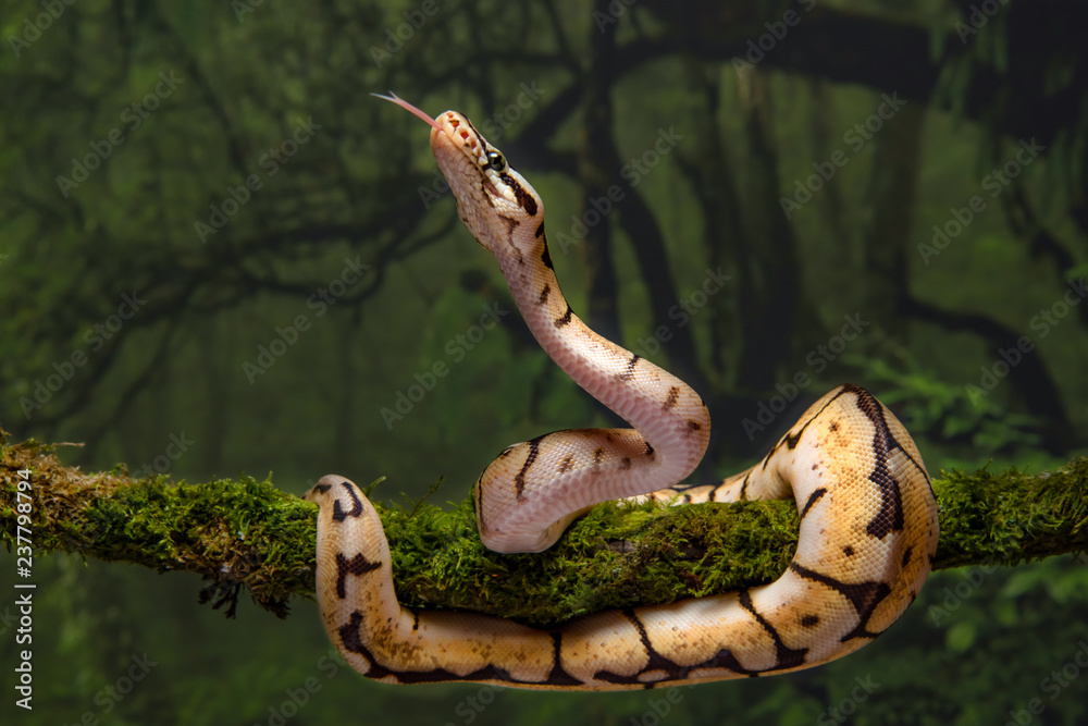 Aufkleber A close up of a baby bumble bee royal python. It is coiled around a tree branch with its head up and tongue out