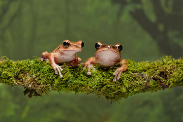 A close up portrait of two gold tree frogs resting on a lichen covered branch and staring forward