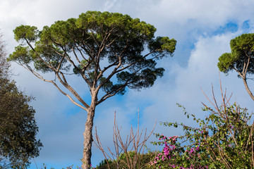 Obraz premium The Pines Of Rome, Also known As Pinus Pinea and Stone Pines Around Rome Italy at Vaious Times During The Day and Night.