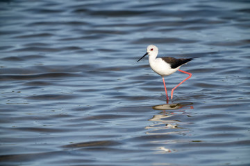 black-winged stilt