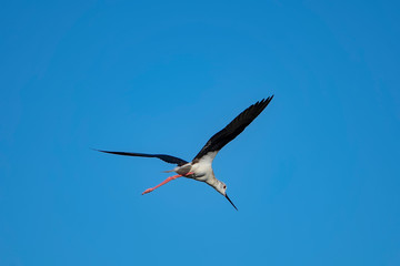 Obraz premium black-winged stilt