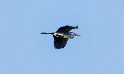 Grey heron