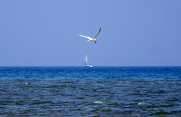 Fototapeta na wymiar little tern fishing