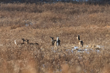 The Group of  White tailed deers (Odocoileus virginianus).Fawns and hinds.Nature scene  on the wild and conservation area in Wisconsin. American native animal . 