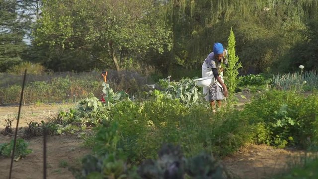 Vertical tracking shot behind a fence of an African woman in a vegetable garden picking leaves and putting it in rustic bowl