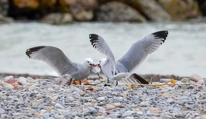 seagulls fighting over a fish