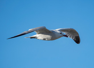 seagull