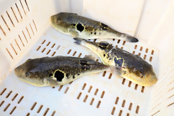 takifugu rubripes in a mariculture workshop