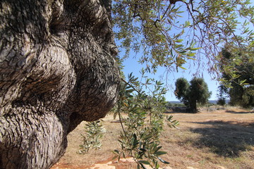 olive giant tree