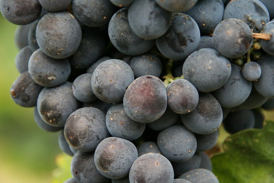 negroamaro grape