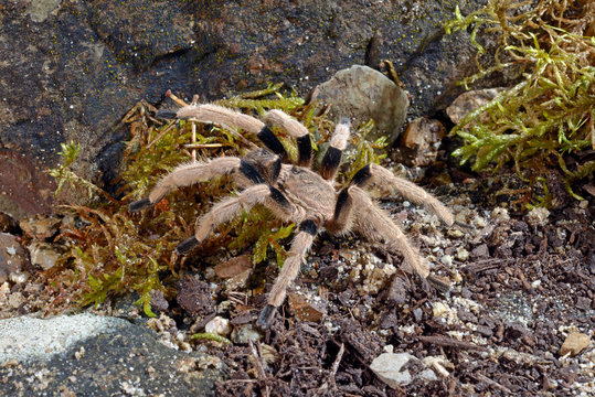 Ornithoctoninae 이미지 찾아보기 24 스톡 사진, 벡터 및 비디오 Adobe Stock