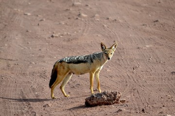 schakal im ngorongoro krater © Maximilian
