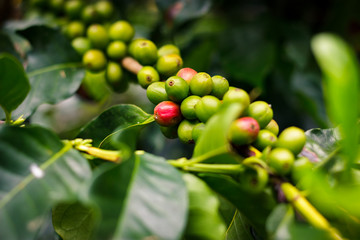 Green beans of colombian coffee