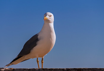 Gaviota 