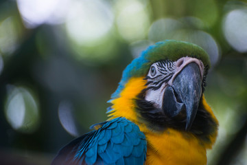 Perroquet Ara de Colombie