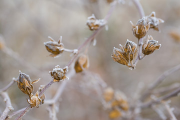 Frozen branches of viburnum