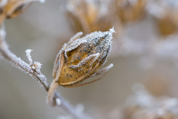 Frozen branches of viburnum